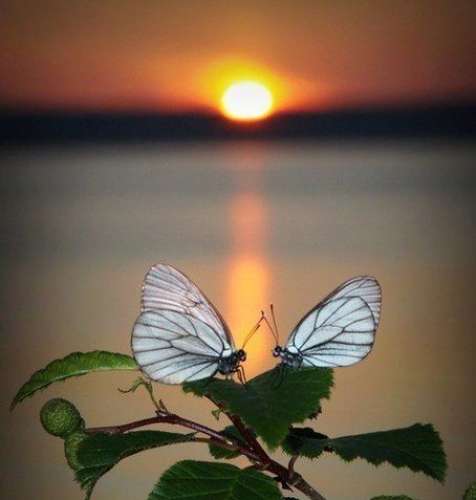 اهنگ هنوز یه تیکه از قلبم پیشه خودت داری آروم میکردی دردمو تو عین لیدوکائین