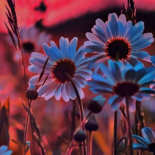 اهنگ من کجای زندگیتم مگه اصلا منو میبینی من پر پروازتم تو همش بال منو میچینی