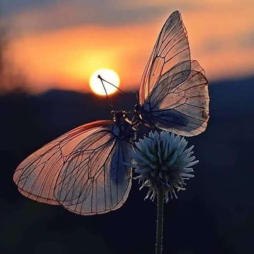 اهنگ یکی میرم سلامتی سلاطین منم غول دارم حاجی بزرگ‌تر از علاالدین