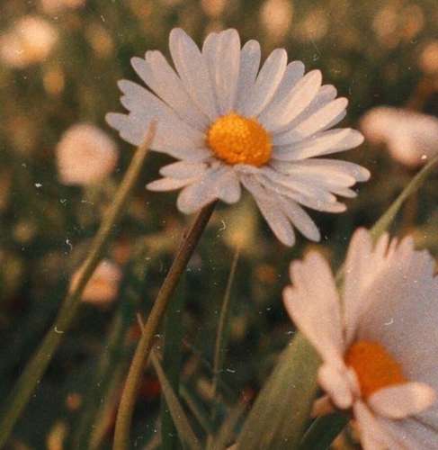 اهنگ لالایی لالایی بخوس دل بی کسم