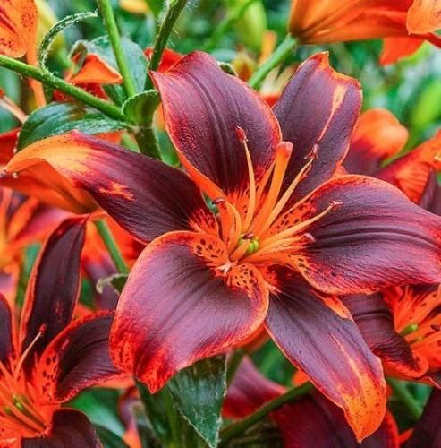 اهنگ چرا من انقد همه چی باهم می خوام امشبم بازم به سقف ماتم بیخواب