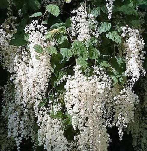 اهنگ دارم میسوزم از تب چقدر حال من امشب گریه داره