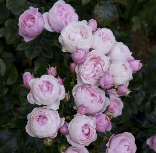 اهنگ میرسم بهت ساعت اگه برعکس بره اگه یروزی برسه زور عقلت به منطقت