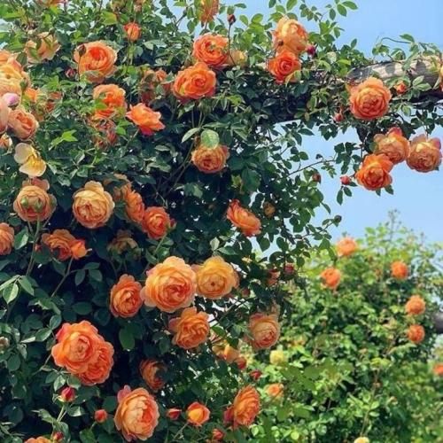 اهنگ نمیدونی که با تزریق چشمای تو چه حسی تو قلبم فرو رفته نمیدونی
