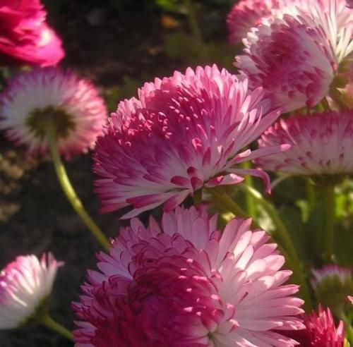 اهنگ تا باران بشود حال و هوای سرد من تا همچون مه عاشق بنوازد