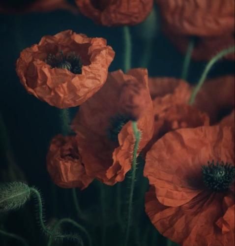 اهنگ پلی کن هر چی که داری بسم‌ الله شایع پوریا بهرام چاووشی قمیشی مهراد