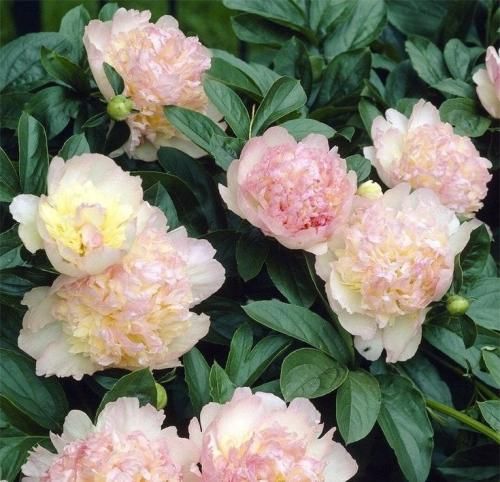 اهنگ اسمش نمیدونم عقده است یا چی دوست دارم پشتم باشی