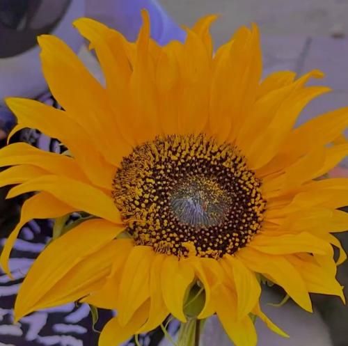 اهنگ سلام منم همون بچه تخس سر تق شنیدم پشت سرم پر شده زر زر