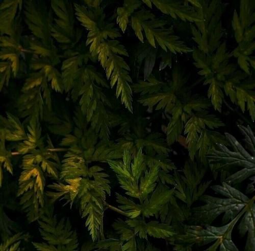 اهنگ من فدا نازو ادات عشوه بیای هلاکتیم مرحبا که من الان دارم همچین جواهری