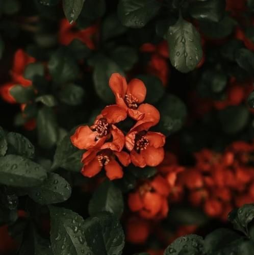 اهنگ گفتی دوست دارم برم ایتالیا گفتم تولدتو میگیریم میلان