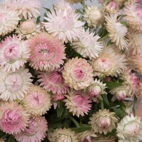 اهنگ دلمو به زانو در میارمو که اسون شه این دوری حالمو تو که نمیدونی