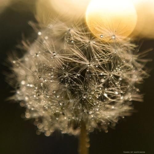 اهنگ پلی کن هر چی که داری بسم‌الله خدا بیامرز هایده مهستی و شهره