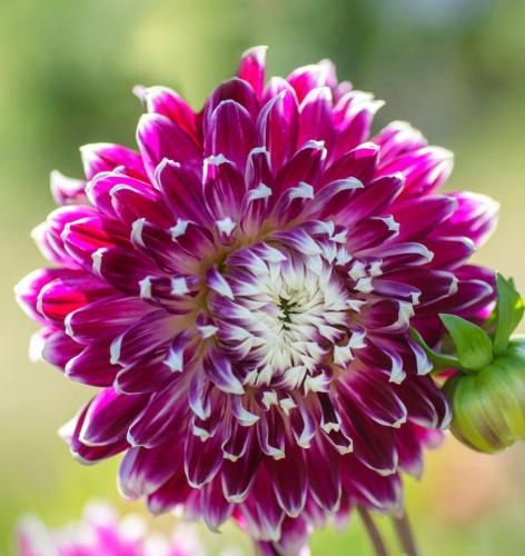 اهنگ اینجا پیتزا به راهه جمع بیگ تیتزا به راهه مارگاریتا به راهه