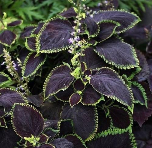 اهنگ دل به دل راه داره جذابی عشقم آرزوم اینه باشی جلو چشمم