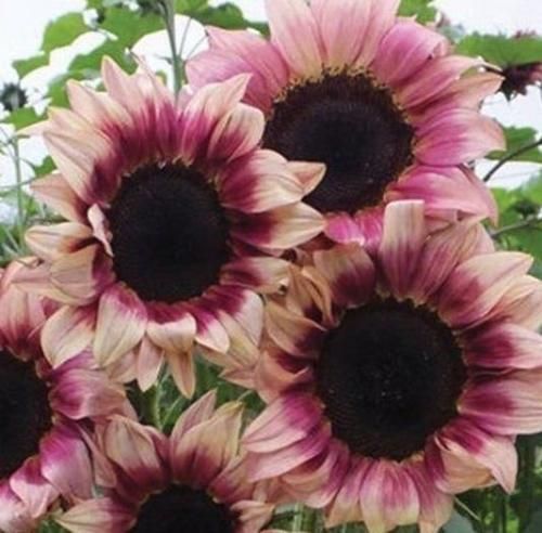 اهنگ قد بلند و چشمات سیاه مگه رو دست چشمات میاد اخلاقات داره دستم میاد