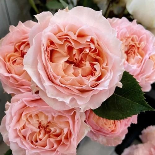 اهنگ فقط همین یبار دستامو توی دستت بزار بعد هر اشتبام یه جا تن بده