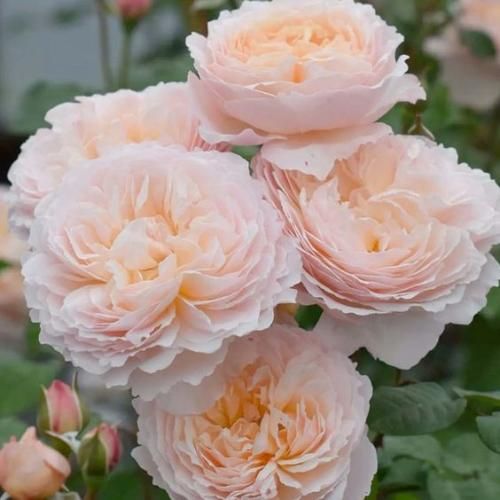 اهنگ من به تو دنیامو میدم ته عشقو من با تو دیدم من دور تو گشتم