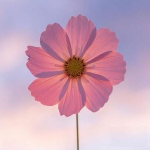 ببین عشقش پیرم کرد به اون چشمات اسیرم کرد