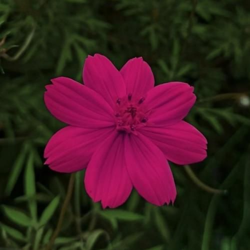  يالان باشكاسو يالان دلتنگم واسه روزایی که رفته