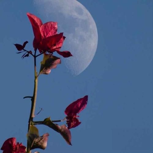  دریا دریا دلم تنگه میزنی به سیگارت تند تند پک