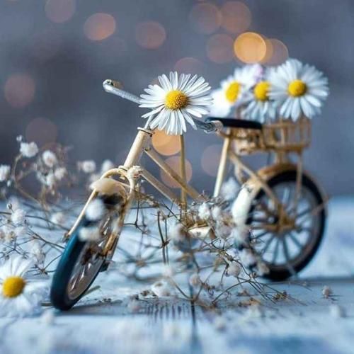 ماتم ماتم ماتم یه تابوت رنگی یه قصر قشنگی