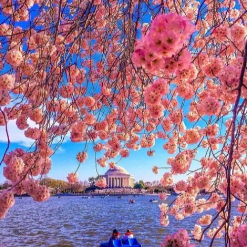  میش میش‌ میش د موش موش‌ موش