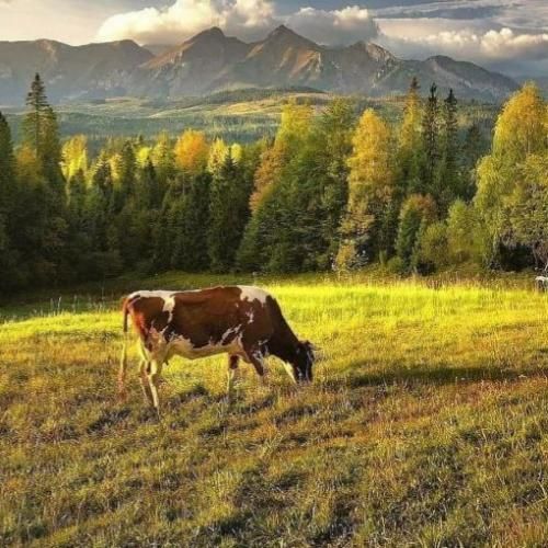  انگار ادلم اسمشت میکنم امضا پدلم