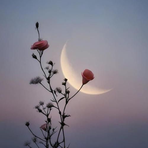 آهنگ زیبا علی سورنا و بهرام به نام خون خورشید