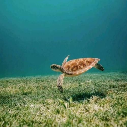  میگی دوماد ما باید شازده باشه